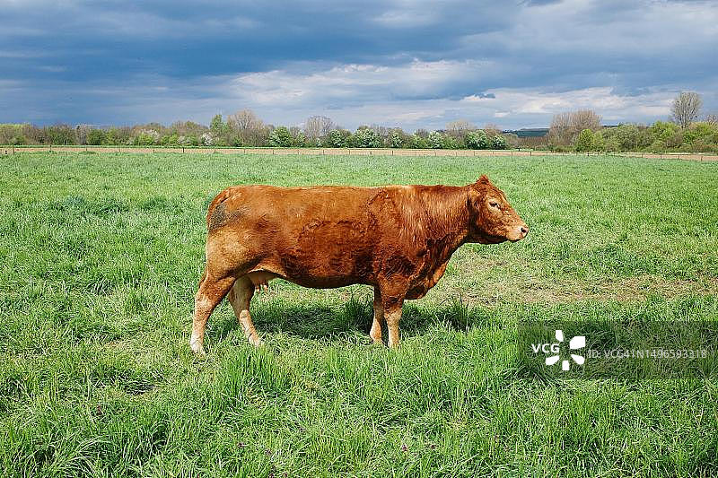 德国北莱茵-威斯特法伦州绿色草地上的牛图片素材