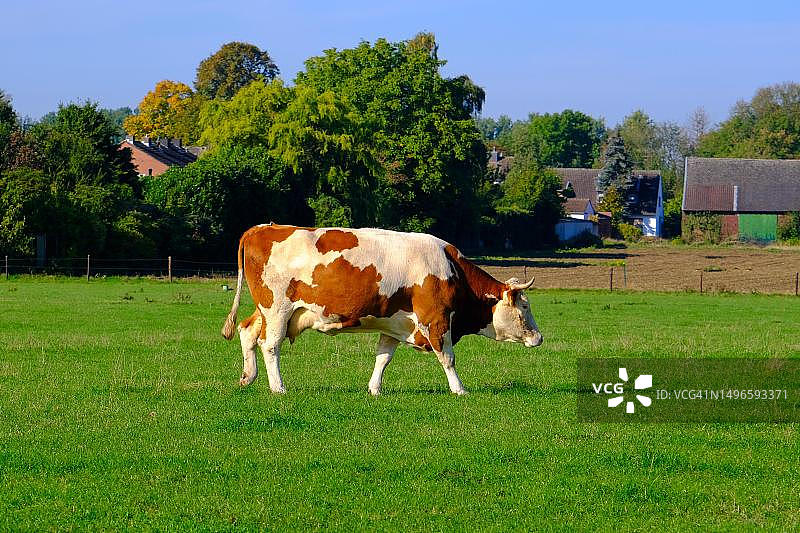 德国北莱茵-威斯特法伦州绿色草地上的牛图片素材
