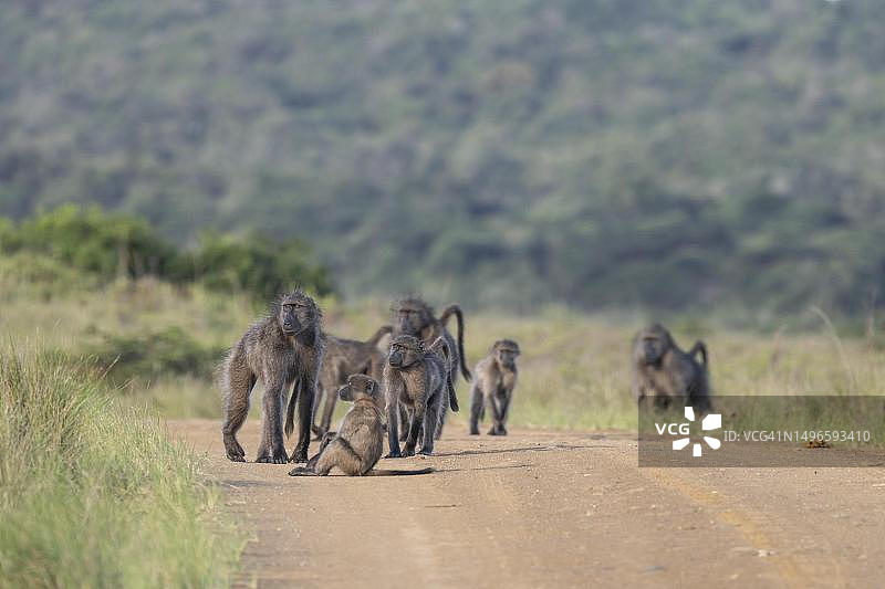 狒狒群，位于南非夸祖鲁-纳塔尔省伊西曼加利索湿地国家公园图片素材