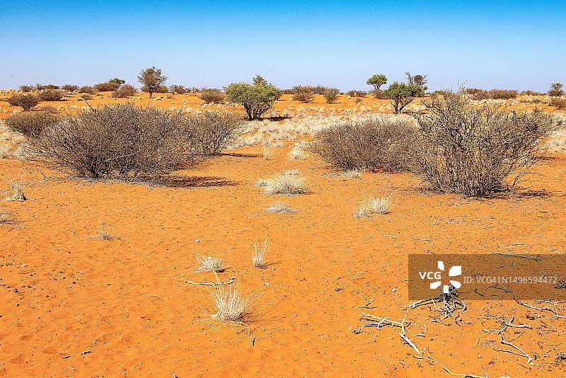 卡拉哈里戈壁公园Anib旅馆图片素材