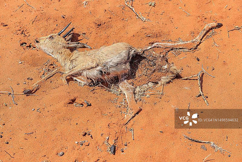 卡拉哈里，戈壁那卡拉哈里公园，马里恩塔尔，纳米比亚图片素材