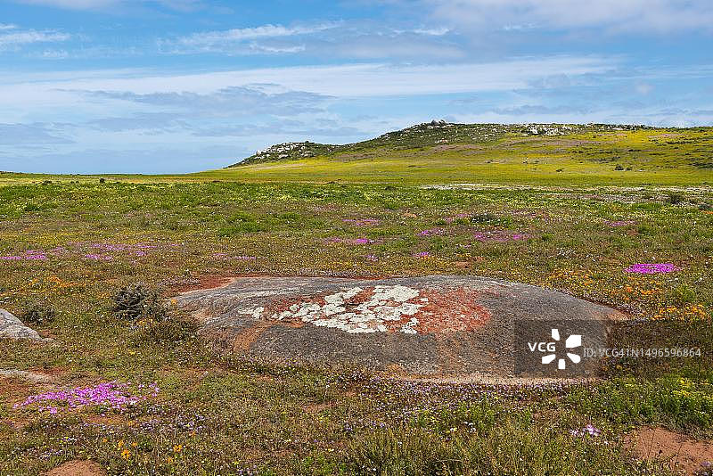 南非西海岸国家公园波斯特贝格区图片素材