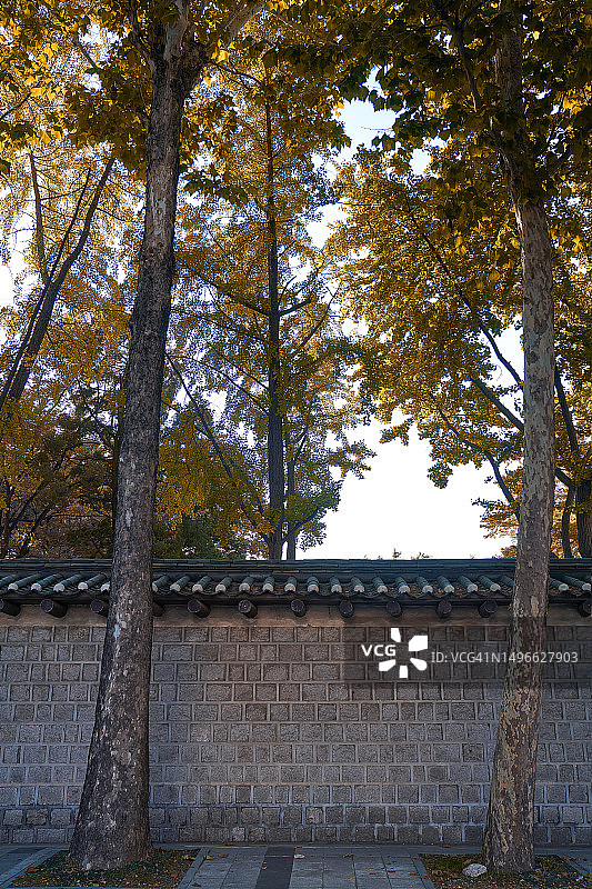 韩国，背景，银杏树，路边树图片素材