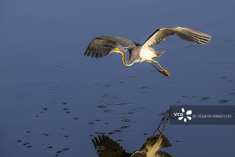 三色鹭(白鹭)图片素材