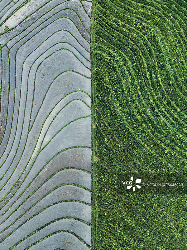 印度尼西亚巴厘岛不同稻田对比的航拍照片图片素材