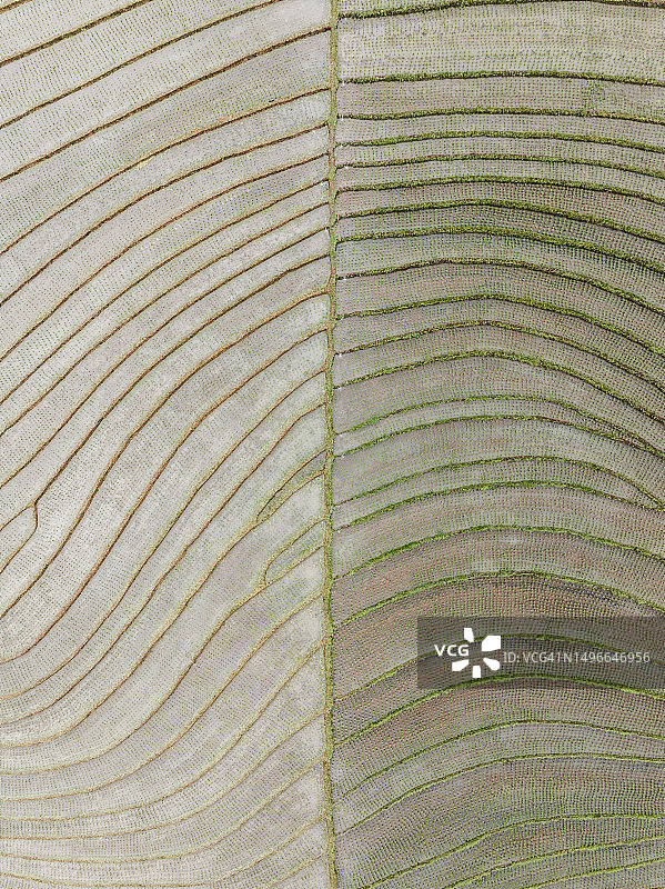 无人机俯瞰印度尼西亚巴厘岛的稻田图片素材