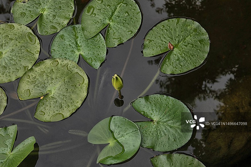 伊兹密尔池塘中的睡莲高角度视图图片素材