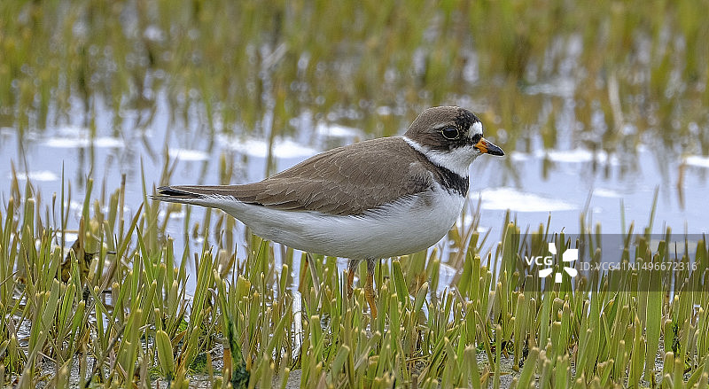 特写：鸻鸟栖息在草地上，加拿大图片素材