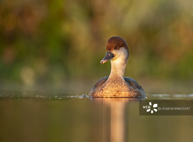 印度湖中游泳针尾鸭特写图片素材