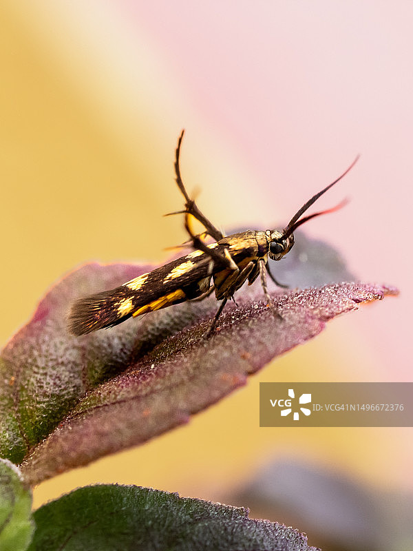 树叶上的昆虫特写，印度西孟加拉邦金舒拉图片素材