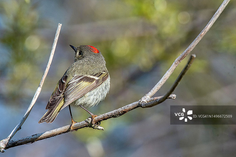 雀鸟栖息在树枝上的特写图片素材