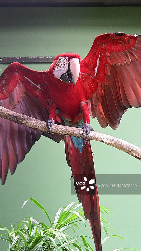 新加坡栖息在树枝上的猩红金刚鹦鹉特写图片素材