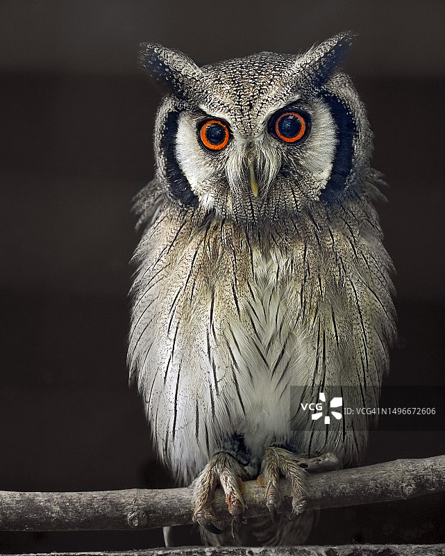 英国兰迪德诺栖息在树枝上的猫头鹰特写图片素材