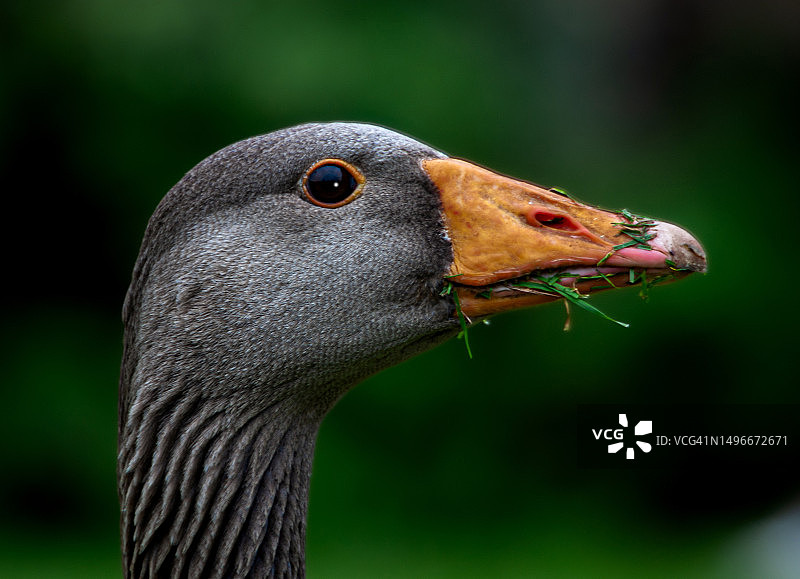 英国桑德林汉姆鹅的特写图片素材