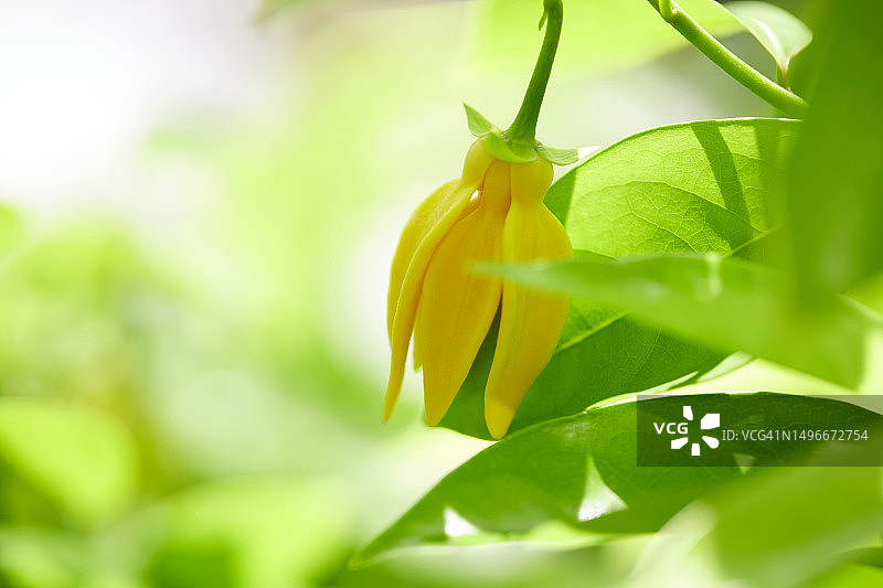 泰国曼谷的黄色开花植物特写图片素材