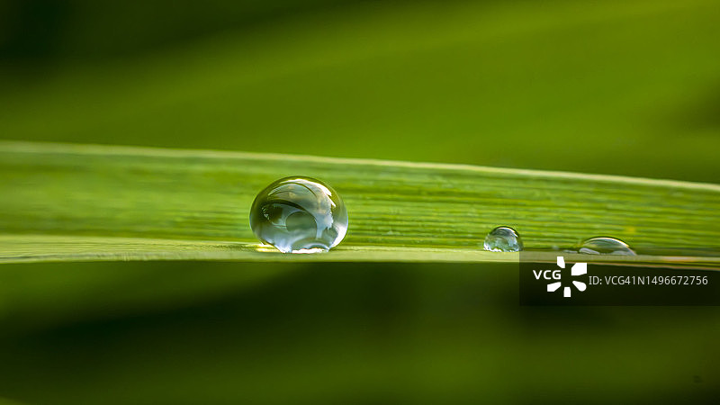 美国树叶上的水滴特写图片素材
