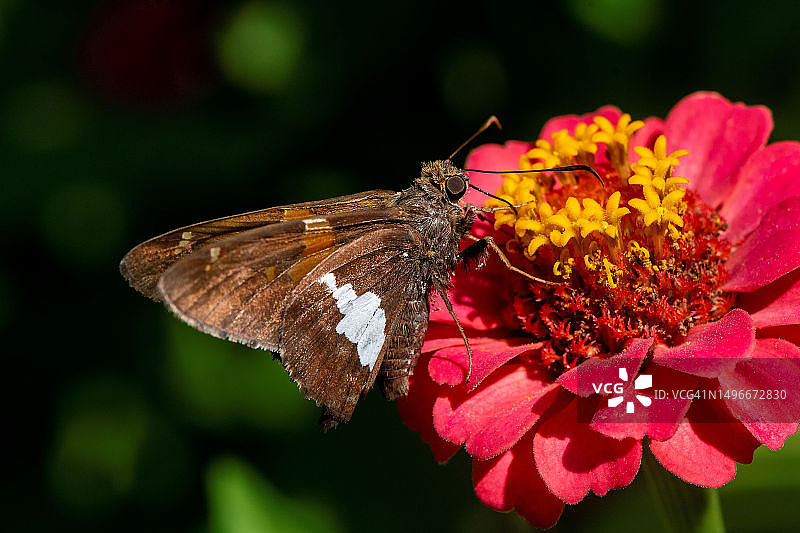 蝴蝶在粉色花朵上授粉的特写图片素材