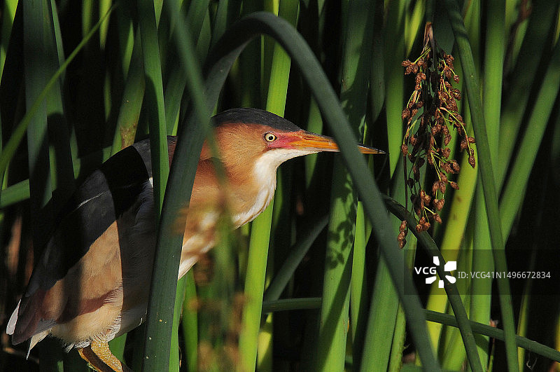 栖息在植物上的苍鹭特写图片素材