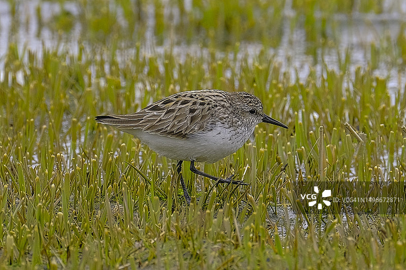 鹬鸟栖息在草地上，加拿大特写图片素材