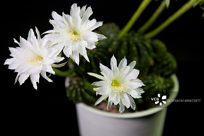 黑色背景下的白色花朵特写，泰国曼谷图片素材