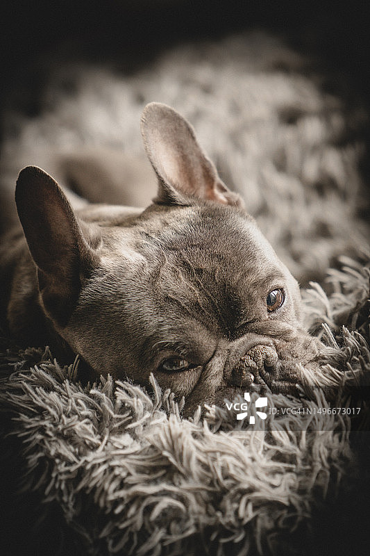 睡在床上的法国斗牛犬特写, 英国伦敦图片素材
