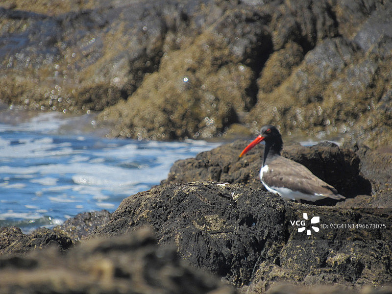 栖息在岩石上的蛎鹬特写，乌拉圭马尔多纳多拉巴拉图片素材