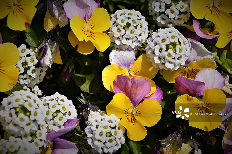 美国纽约肖托夸的黄色开花植物高角度视图图片素材