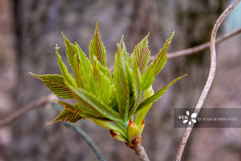 美国密苏里州卡斯镇的植物特写图片素材