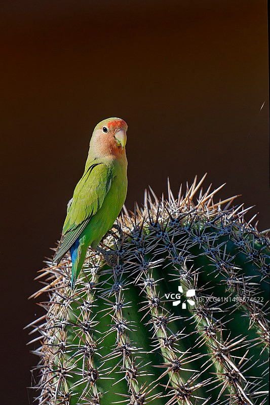 栖息在仙人掌上的鹦鹉特写图片素材