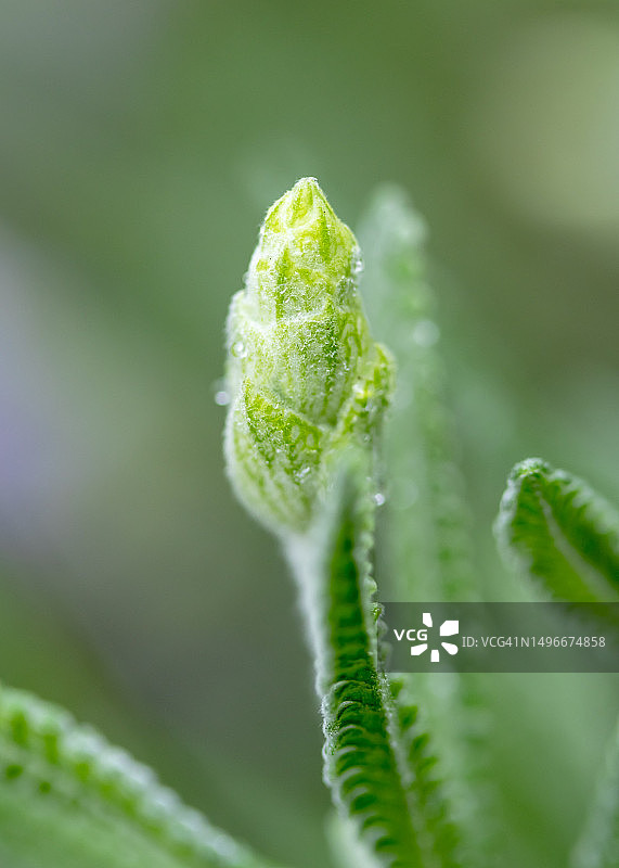 西澳大利亚珀斯蕨类植物叶子特写图片素材