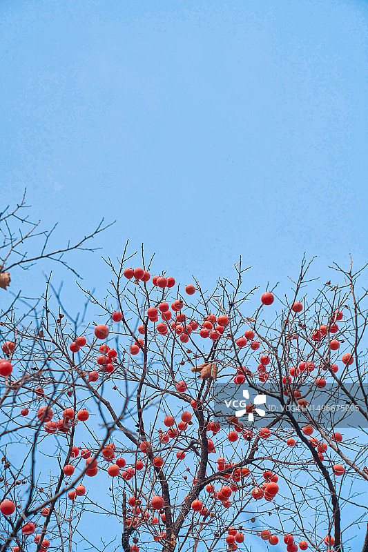 韩国柿子水果背景图片素材