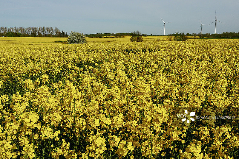 德国油菜籽田园风光图片素材