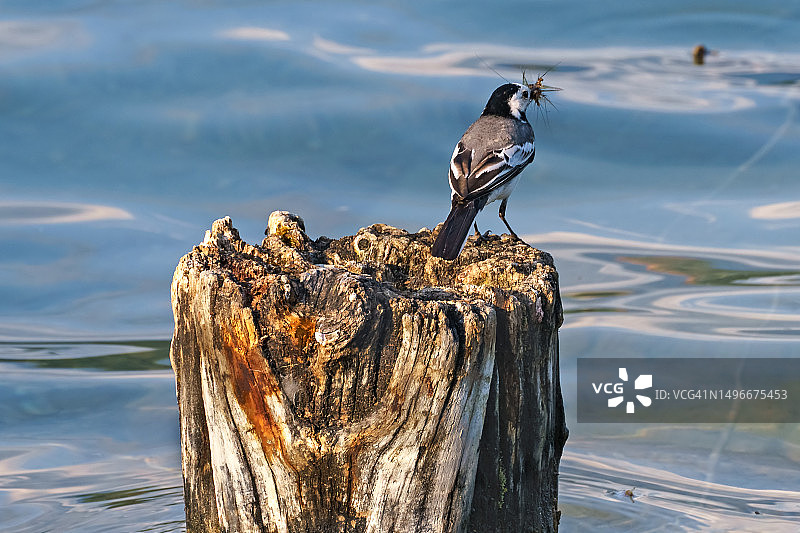 斯洛文尼亚布莱德湖栖息在木桩上的鹡鸰特写图片素材