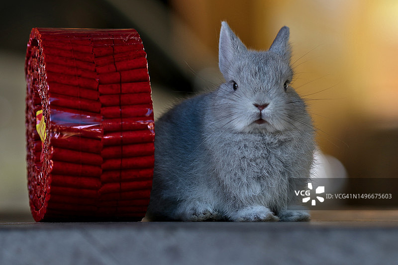 中国新年燃放鞭炮的兔子图片素材