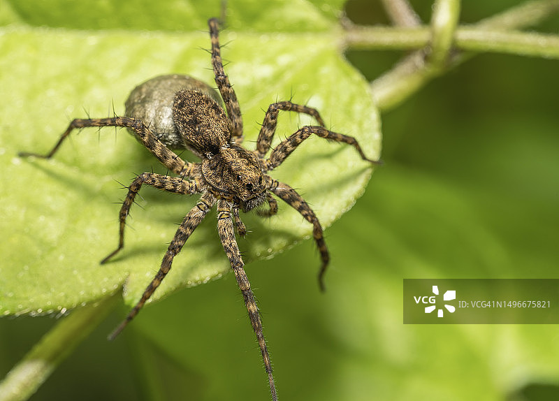 塞尔维亚，布拉塞瓦茨，树叶上的蜘蛛特写图片素材