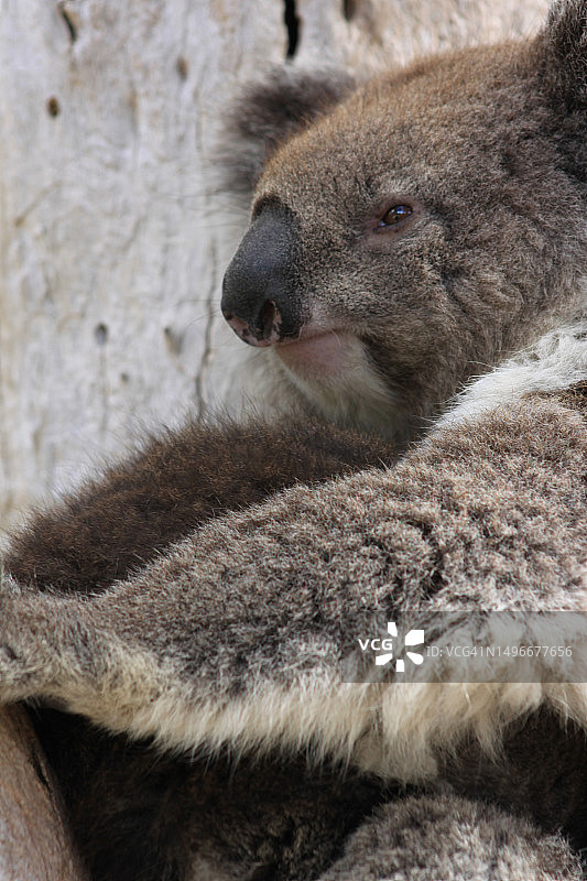 考拉特写，澳大利亚图片素材