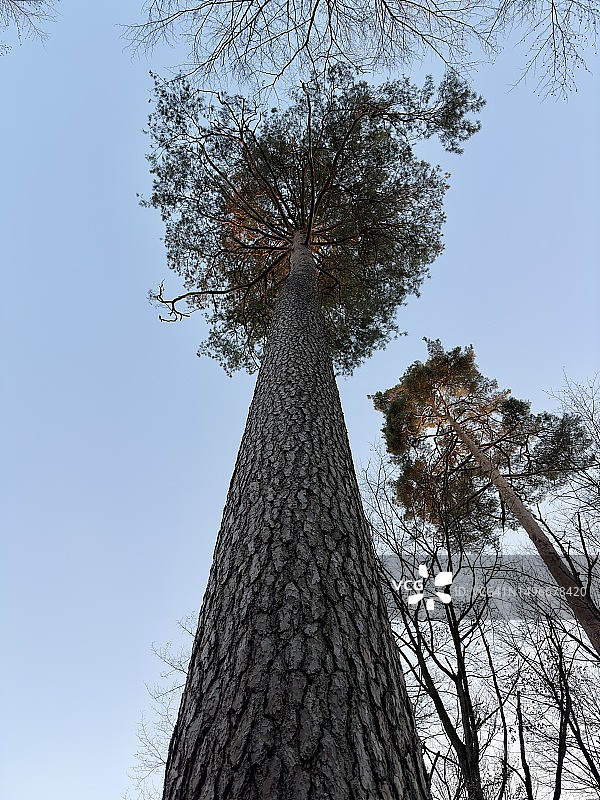 德国贝吉施格拉德巴赫晴空下树木的仰视角度照片图片素材