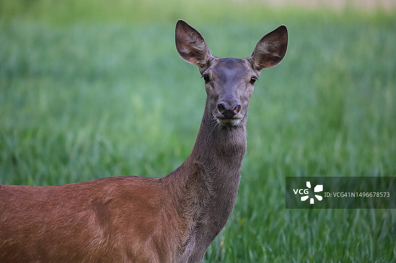 在波兰的田野上，白色身影站立的肖像图片素材