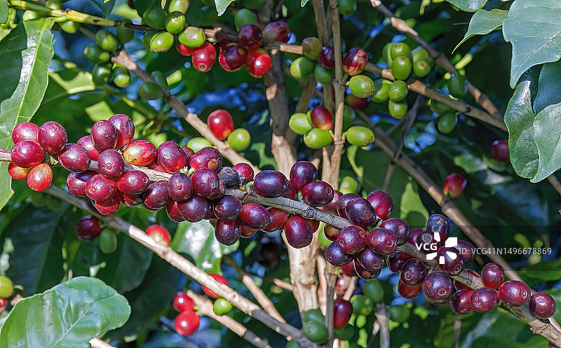 巴西树上生长的浆果特写图片素材
