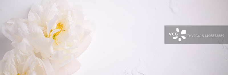 白色背景下的白色花朵特写，西班牙图片素材