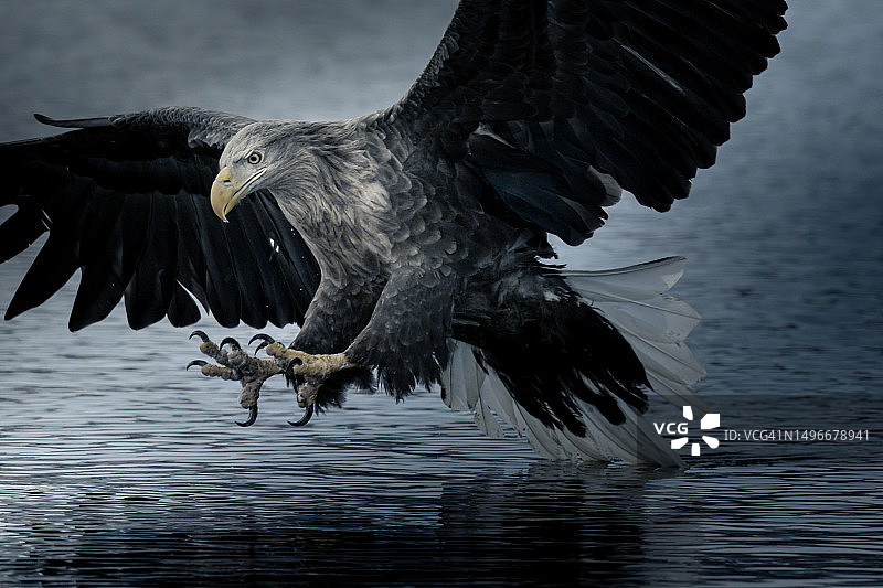老鹰飞越湖面的特写，日本图片素材