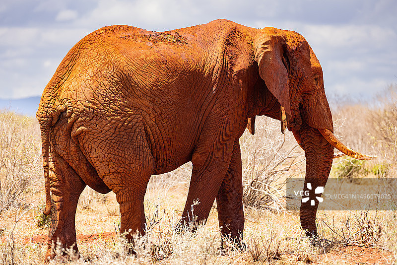 肯尼亚，非洲象站在田野上，天空为背景的侧面照图片素材