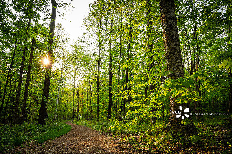 美国佛蒙特州奇滕登森林中的树木图片素材