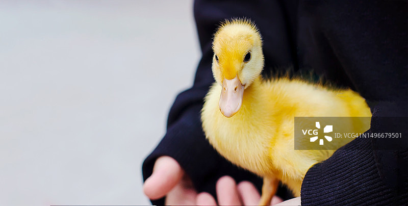 女子手持麝香鸭图片素材
