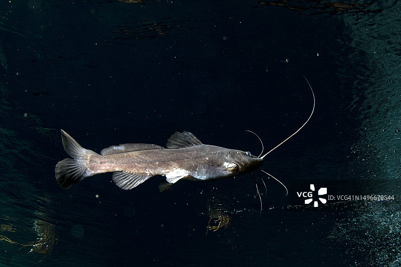 海水中游泳的石斑鱼俯视图图片素材