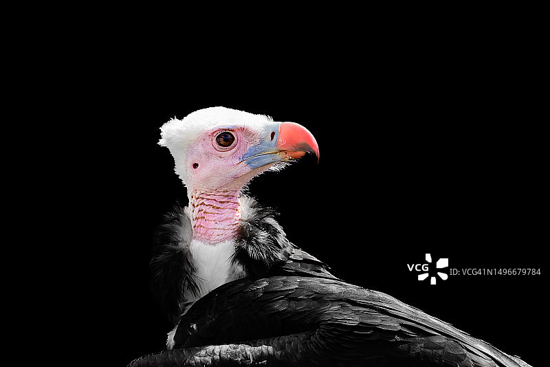 秃鹰特写图片素材