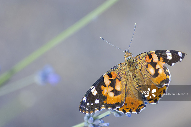 西班牙马德里蝴蝶给花授粉特写图片素材