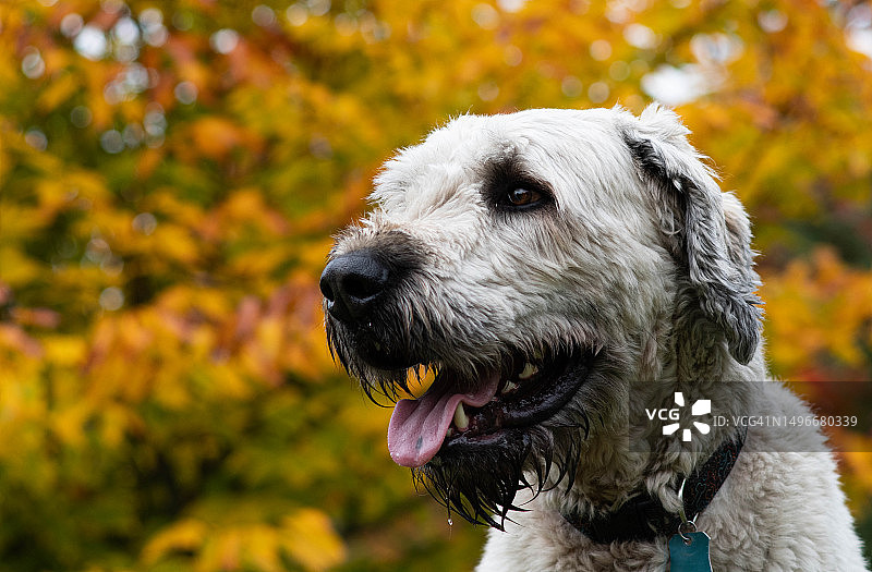 爱尔兰猎狼犬的侧面特写图片素材