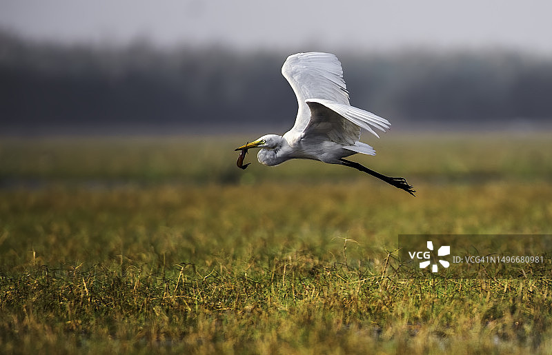印度草地上飞翔的大白鹭侧视图图片素材