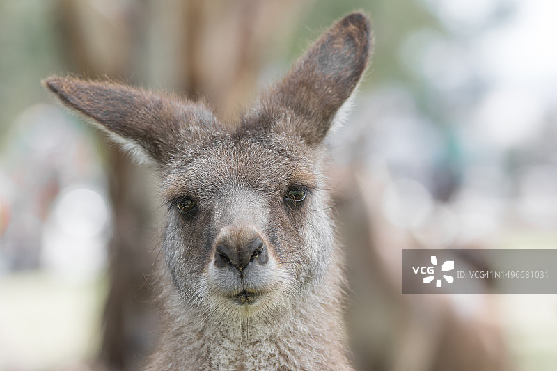 灰色袋鼠特写图片素材